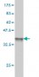 SERPINE1 Antibody (monoclonal) (M01)